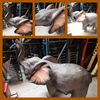 Olifant Decoratiebeeld