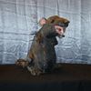 Rat zetstuk 1