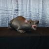Rat zetstuk 2 Rat zetstuk 2