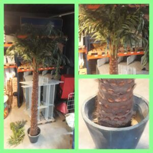 Palmboom Groot 4,5 meter hoog Palmboom Groot 4,5 meter hoog