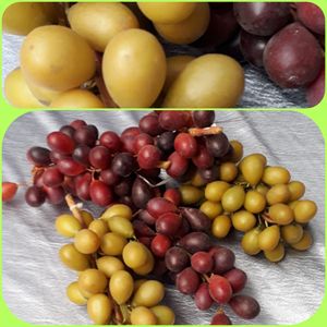 Tros Druiven (set van 5 tros)