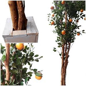 Sinaasappelboom