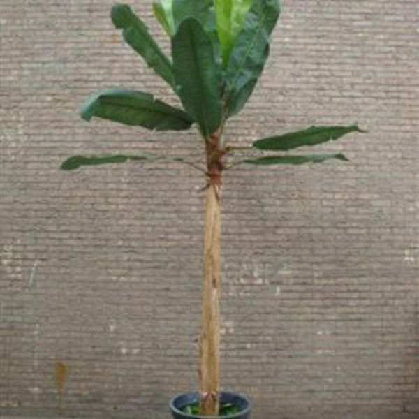 Bananenboom 4 meter