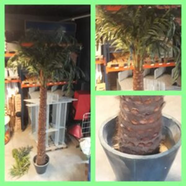 Palmboom Groot 4,5 meter hoog