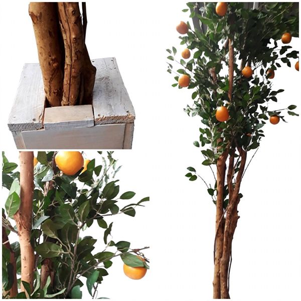 Sinaasappelboom Sinaasappelboom